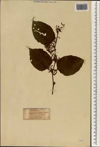 Reynoutria japonica Houtt., South Asia, South Asia (Asia outside ex-Soviet states and Mongolia) (ASIA) (Japan)