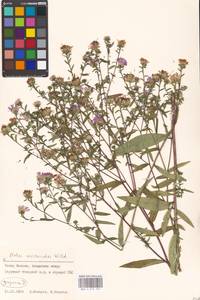 Symphyotrichum ×versicolor (Willd.) G. L. Nesom, Eastern Europe, Moscow region (E4a) (Russia)