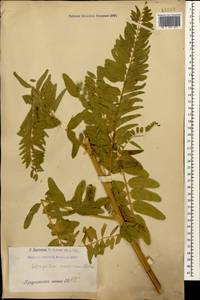 Astragalus alopecurus Pall. ex DC., Caucasus, Armenia (K5) (Armenia)