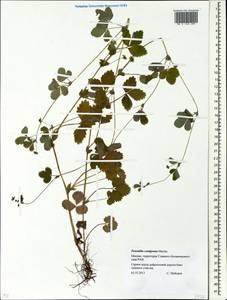 Potentilla centigrana Maxim., Eastern Europe, Moscow region (E4a) (Russia)