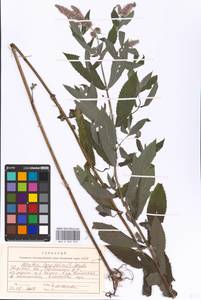 MHA 0 009 059, Mentha longifolia (L.) Huds., Eastern Europe, North-Western region (E2) (Russia)