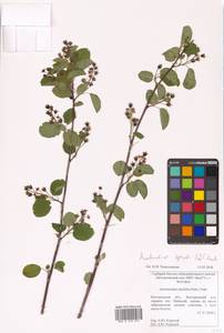 Amelanchier × spicata (Lam.) K.Koch, Eastern Europe, Central forest-and-steppe region (E6) (Russia)