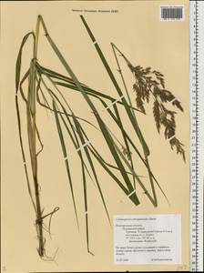 Calamagrostis purpurea (Trin.) Trin., Eastern Europe, North-Western region (E2) (Russia)