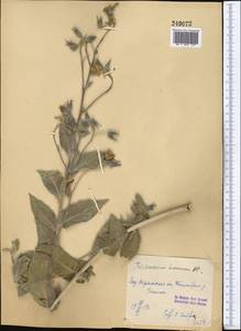 Trichodesma incanum Bunge, Middle Asia, Western Tian Shan & Karatau (M3) (Uzbekistan)