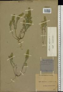 Alyssum alyssoides (L.) L., Eastern Europe, North Ukrainian region (E11) (Ukraine)
