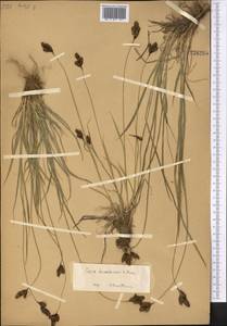 Carex popovii V.I.Krecz., Middle Asia, Western Tian Shan & Karatau (M3) (Not classified)