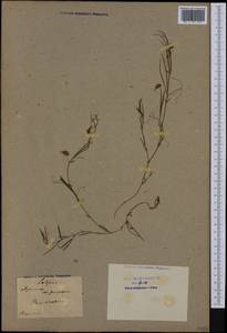 Lathyrus clymenum L., Western Europe (EUR) (France)