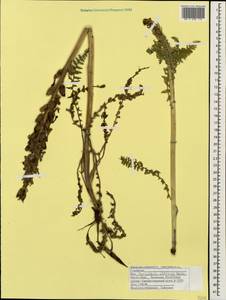 Pedicularis sibthorpii Boiss., Caucasus, North Ossetia, Ingushetia & Chechnya (K1c) (Russia)