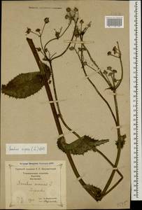 Sonchus asper (L.) Hill, Caucasus, Georgia (K4) (Georgia)