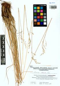 Festuca altaica Trin., Siberia, Baikal & Transbaikal region (S4) (Russia)