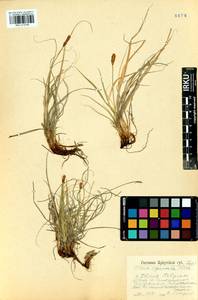 Carex argunensis Turcz. ex Trevir., Siberia, Baikal & Transbaikal region (S4) (Russia)