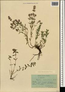Thymus pannonicus All., Caucasus, Stavropol Krai, Karachay-Cherkessia & Kabardino-Balkaria (K1b) (Russia)