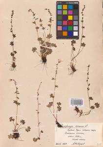 Saxifraga cernua L., Eastern Europe, Eastern region (E10) (Russia)