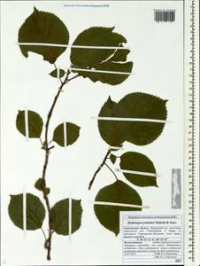 Hydrangea petiolaris Siebold & Zucc., Siberia, Russian Far East (S6) (Russia)