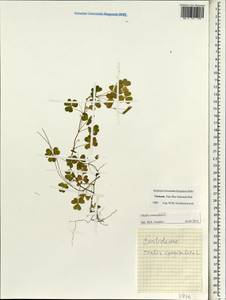 Oxalis corniculata L., South Asia, South Asia (Asia outside ex-Soviet states and Mongolia) (ASIA) (Vietnam)