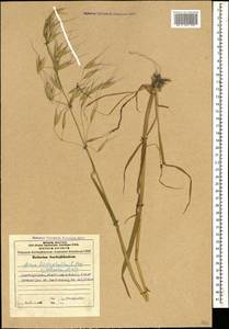 Avena sterilis subsp. ludoviciana (Durieu) Gillet & Magne, Caucasus, Azerbaijan (K6) (Azerbaijan)