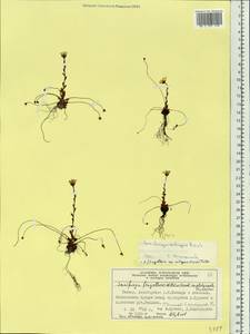Saxifraga flagellaris subsp. setigera (Pursh) Tolm., Siberia, Central Siberia (S3) (Russia)