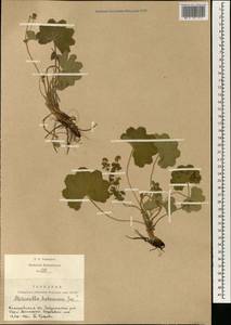 Alchemilla hebescens Juz., Siberia, Altai & Sayany Mountains (S2) (Russia)