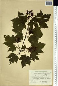 Acer ukurunduense Trautv. & C. A. Mey., Siberia, Russian Far East (S6) (Russia)