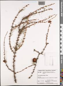 Larix gmelinii (Rupr.) Kuzen., Siberia, Central Siberia (S3) (Russia)