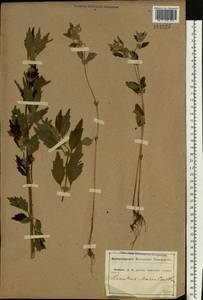 Chaiturus marrubiastrum (L.) Ehrh. ex Rchb., Eastern Europe, Central forest-and-steppe region (E6) (Russia)