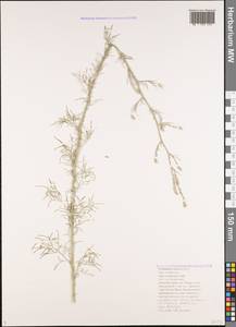 Centaurea caprina Stev., Caucasus, Black Sea Shore (from Novorossiysk to Adler) (K3) (Russia)