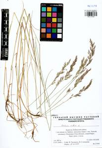 Festuca rubra L., Siberia, Baikal & Transbaikal region (S4) (Russia)