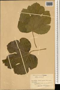 Ficus carica, South Asia, South Asia (Asia outside ex-Soviet states and Mongolia) (ASIA) (China)