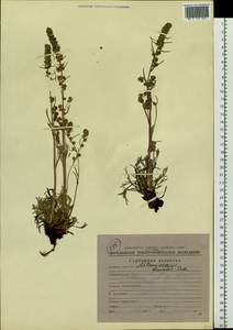 Artemisia borealis Pall., Siberia, Chukotka & Kamchatka (S7) (Russia)