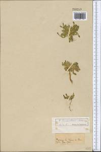 Gentiana leucomelaena Maxim., Middle Asia, Pamir & Pamiro-Alai (M2)