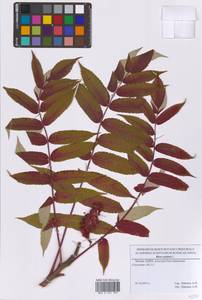 Rhus typhina L., Eastern Europe, Moscow region (E4a) (Russia)