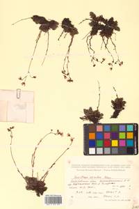 Saxifraga bronchialis subsp. bronchialis, Siberia, Russian Far East (S6) (Russia)