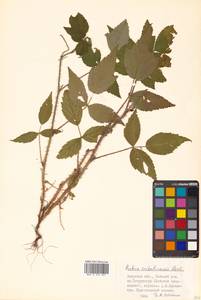 Rubus idaeus subsp. melanolasius Focke, Siberia, Russian Far East (S6) (Russia)