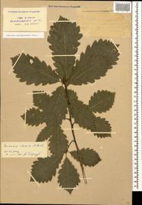 Quercus hartwissiana Steven, Caucasus, Krasnodar Krai & Adygea (K1a) (Russia)