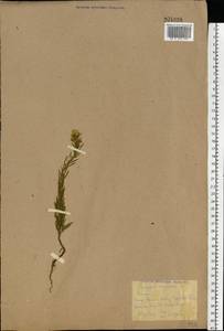 Erigeron canadensis L., Eastern Europe, Rostov Oblast (E12a) (Russia)
