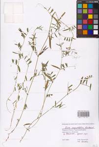 Vicia sativa subsp. nigra (L.)Ehrh., Eastern Europe, North-Western region (E2) (Russia)