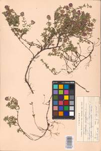 MHA 0 157 660, Thymus serpyllum L., Eastern Europe, Eastern region (E10) (Russia)