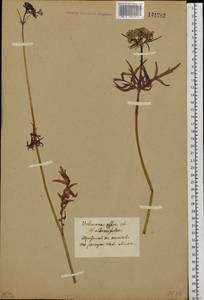 Valeriana officinalis L., Siberia, Baikal & Transbaikal region (S4) (Russia)