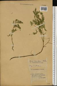 Vicia tenuifolia Roth, Eastern Europe, Lower Volga region (E9) (Russia)