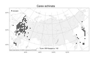 Carex echinata Murray, Atlas of the Russian Flora (FLORUS) (Russia)
