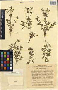 Euphorbia irgisensis Litv., Middle Asia, Caspian Ustyurt & Northern Aralia (M8) (Kazakhstan)
