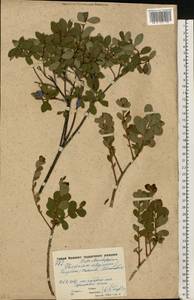 Vaccinium uliginosum L., Eastern Europe, Moscow region (E4a) (Russia)
