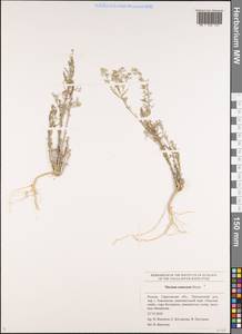 Thesium ramosum Hayne, Eastern Europe, Lower Volga region (E9) (Russia)