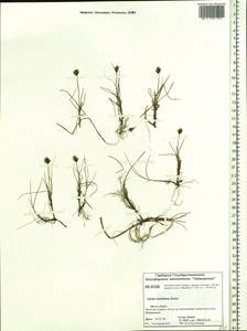 Carex maritima Gunnerus, Siberia, Central Siberia (S3) (Russia)