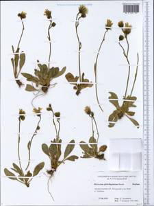 Hieracium glabriligulatum Norrl., Eastern Europe, Northern region (E1) (Russia)