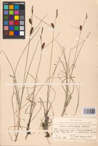 Carex rotundata Wahlenb., Eastern Europe, Northern region (E1) (Russia)