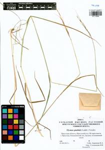 Elymus gmelinii (Trin.) Tzvelev, Siberia, Baikal & Transbaikal region (S4) (Russia)