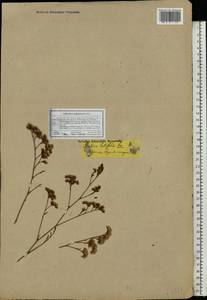 Limonium gmelini (Willd.) Kuntze, Eastern Europe, South Ukrainian region (E12) (Ukraine)