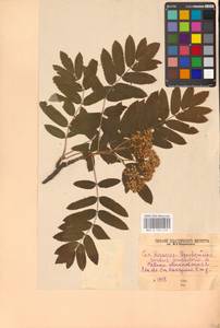 Sorbus aucuparia L., Eastern Europe, North-Western region (E2) (Russia)