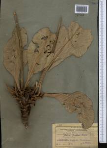 Limonium gmelini (Willd.) Kuntze, Middle Asia, Muyunkumy, Balkhash & Betpak-Dala (M9) (Kazakhstan)